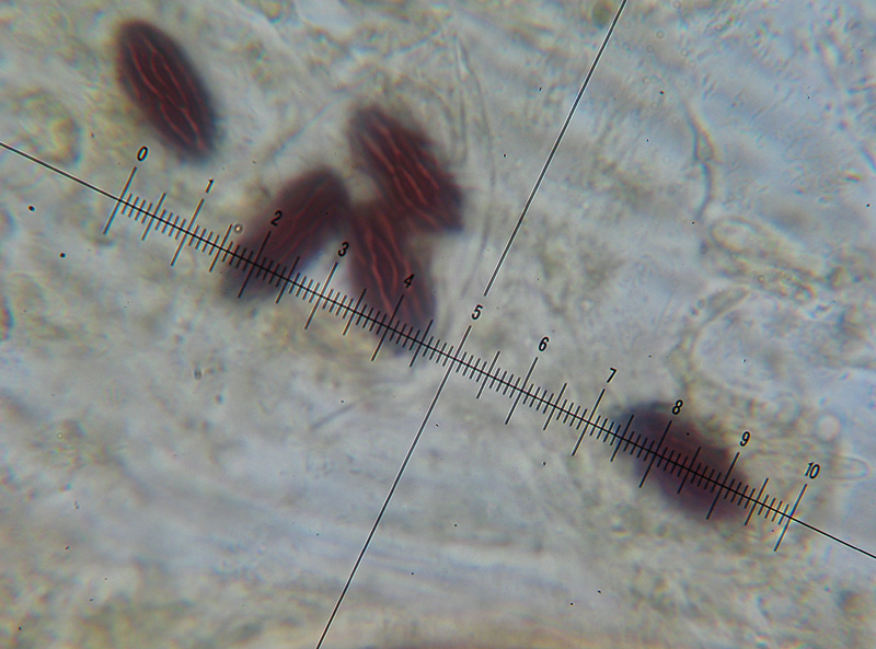 Ascobolus furfuraceus